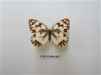 藏品(蛇目蝶科)的圖片